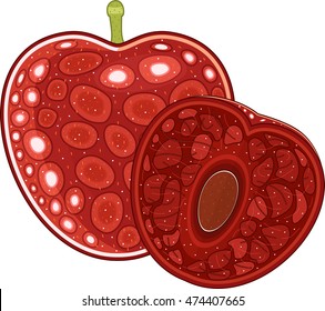 elephant heart plum