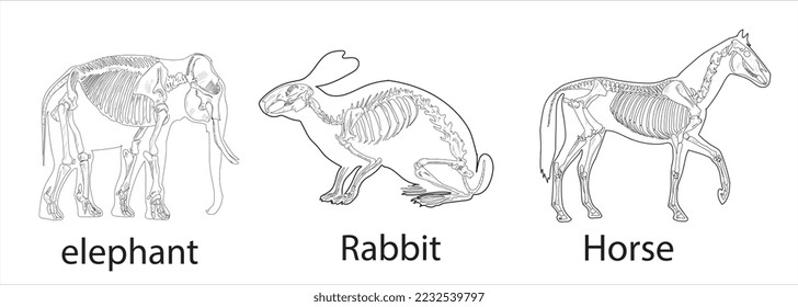 Elephant, Horse, Rabbit skeletal systems on a white background sketch hand drawing vector illustration