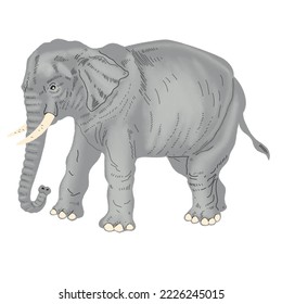 ilustración de elefante dibujada a mano