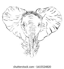elephant illustration line art vector