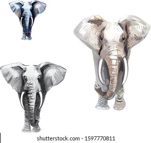 elephant illustration vector set isolated