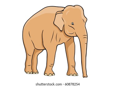 Elephant isolated on the white