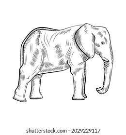 Elephant isolated on white background. Sketch graphic big animal savanna in engraving style. Design retro black and white drawing. Vector illustration.