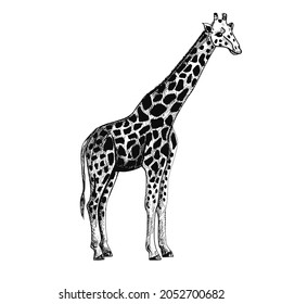 Elephant isolated on white background. Sketch graphic big animal savanna in engraving style. Design retro black and white drawing. Vector illustration.
