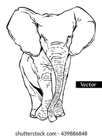 Elephant isolated on white background. 