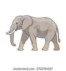 Vetor isolado de elefante sobre fundo branco