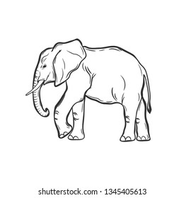 Elephant isolated in white. Vector illustration.
