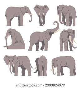 Elephant as Large African Animal with Trunk, Tusks, Ear Flaps and Massive Legs Vector Set