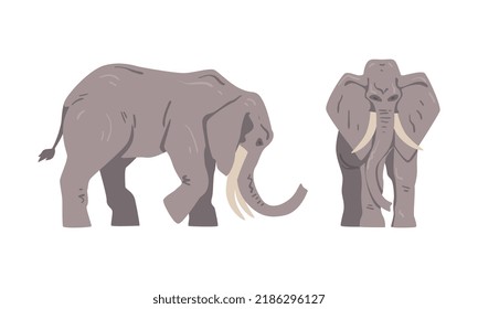 Elephant as Large African Animal with Trunk, Tusks, Ear Flaps and Massive Legs Standing and Walking Vector Set