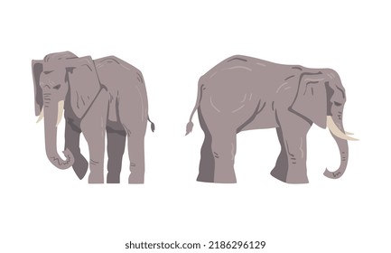 Elephant as Large African Animal with Trunk, Tusks, Ear Flaps and Massive Legs Standing and Walking Vector Set