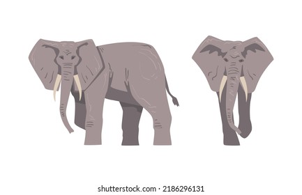 Elephant as Large African Animal with Trunk, Tusks, Ear Flaps and Massive Legs Standing and Walking Vector Set