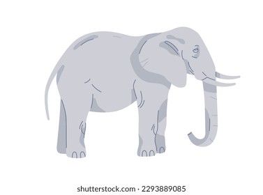 Elephant, large strong African animal. Wild huge great Asian mammal standing with tusks and trunk, side view, profile. Zoology, flat vector illustration isolated on white background