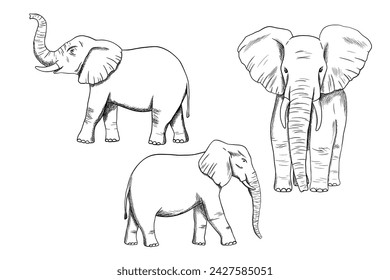 Elephant line engraving sketch isolated on white background. Vector engraving illustrations set. Doodle african animal