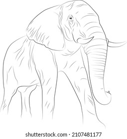 Elephant Lineart Vector Black White Simple