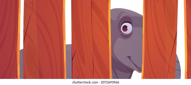 Elephant looks through wooden fence in zoo, circus or safari park. Vector cartoon illustration of cute big animal behind enclosure of wood boards isolated on white background