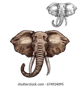 Elephant mammal animal sketch. Head of african elephant with grey skin, curved trunk and tusks isolated symbol for safari trip or zoo emblem, t-shirt print design