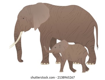Elephant. Mother with her baby walking. Vector illustration isolated.