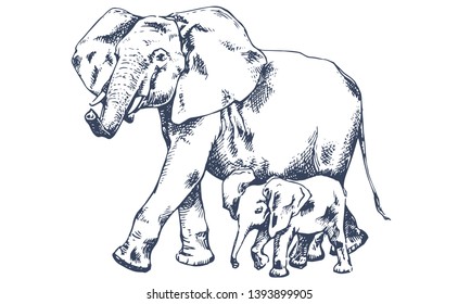Elephant with a newborn baby elephant. Elephant family. African elephant. Hand drawn illustration in sketch style. Vintage hand drawn vector illustration isolated on white background