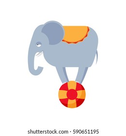 Elephant on ball isolated. Circus animals on white background.
