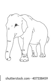 The elephant on the isolated background