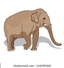 Elephant on white background