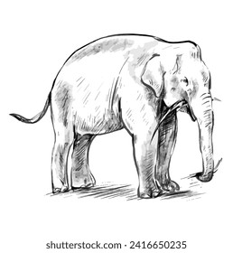 Elefante sobre fondo blanco