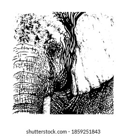 Elephant painted with black ink brush. Vector illustration