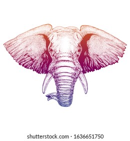 Elephant. Portrait of wild animal. Face, head. Zoo, african safari. Colorful gradient vector illustration.