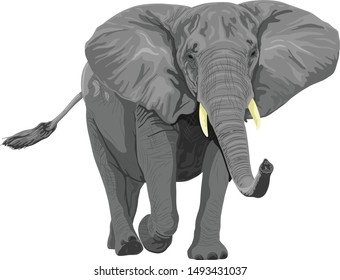 elephant protected animal stand up