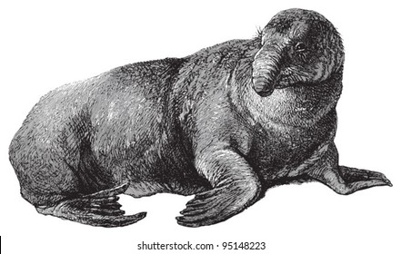 Elephant seal (Cystophora proboscidea) / vintage illustration from Meyers Konversations-Lexikon 1897