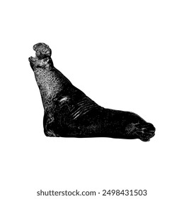 Elephant Seal hand drawing vector isolated on white background.