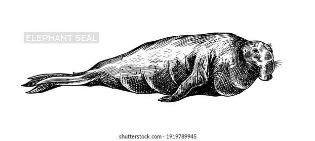 Elephant seal. Marine creatures, nautical animal or pinnipeds. Vintage retro signs. Doodle style. Hand drawn engraved sketch