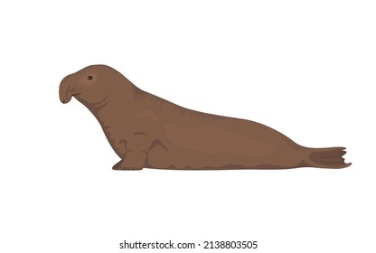 Elephant seal. Vector illustration of northern elephant seal isolated on white background. 