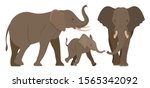 Elephant. Set. Elephant family. Vector illustration on white background.