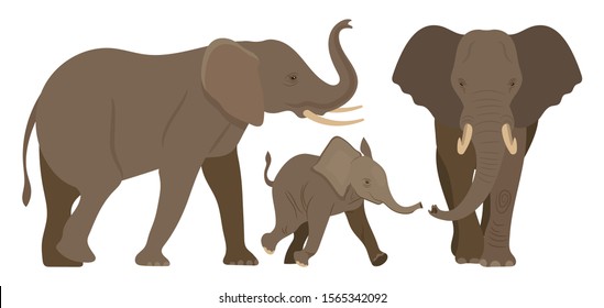 Elephant. Set. Elephant family. Vector illustration on white background.