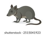 Elephant Shrew animal isolated flat vector illustration on white background