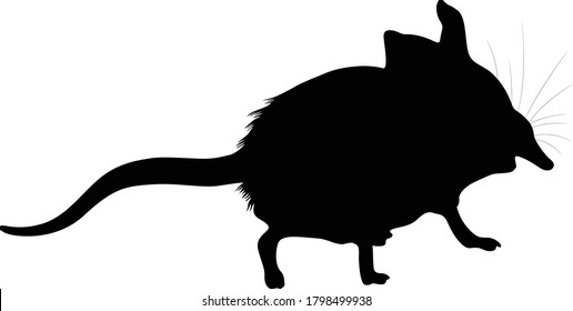 Elephant Shrew (Elephantulus) Silhouette Vector Found In Map Of Africa