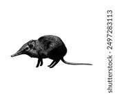 Elephant Shrew hand drawing vector isolated on white background.