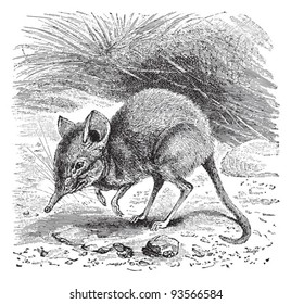 Elephant shrew (Macroscelides typicus) / vintage illustration from Meyers Konversations-Lexikon 1897