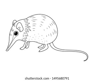 Elephant shrew vector cartoon colorless for coloring book. Long nose shrew cartoon. Weird mouse vector cartoon isolated on white background. Rare animal. 