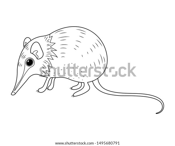 Elephant Shrew Vector Cartoon Colorless Coloring Stock Vector (Royalty ...