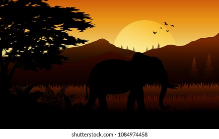 Elephant silhouette at sunset