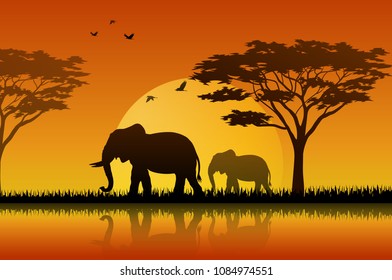 Elephant silhouette at sunset
