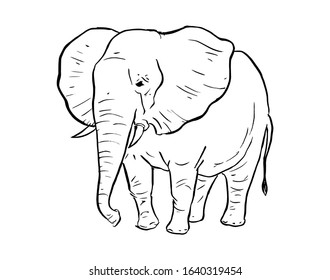 Elephant Simple Illustration, Hand Drawn Sketch, Wild Animal, Isolated  Vector