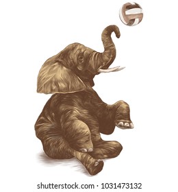 elephant sitting and playing volleyball, sketch vector graphics colored drawing
