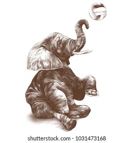 elephant sitting and playing volleyball, sketch vector graphics monochrome drawing