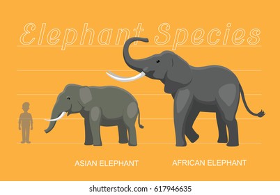 Elephant Sizes Comparison Cartoon Vector