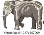 The elephant skeleton on white background illustration