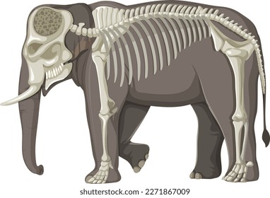 The elephant skeleton on white background illustration