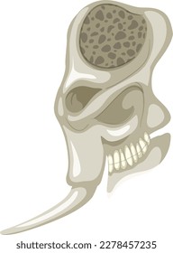 The elephant skeleton on white background illustration